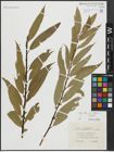 Foto von Salix alba subsp. vitellina (L.) Arcang. x Salix fragilis L.